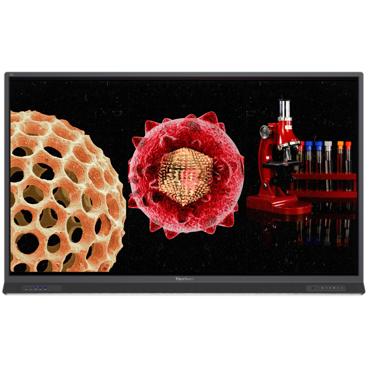 Teacher using a ViewSonic interactive flat panel during a biology lesson